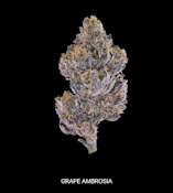 GRAPE AMBROSIA | 3.5G INDICA